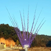 Дневной веерный салют Сиреневый дым с треском искр по середине 15 залпов БС0715120-СНТ купить в Ростове на Дону